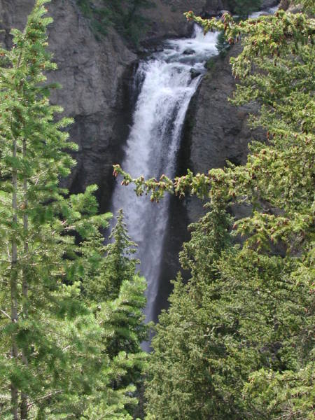 The Falls in Yellowstone National Park seen through evergreen trees.