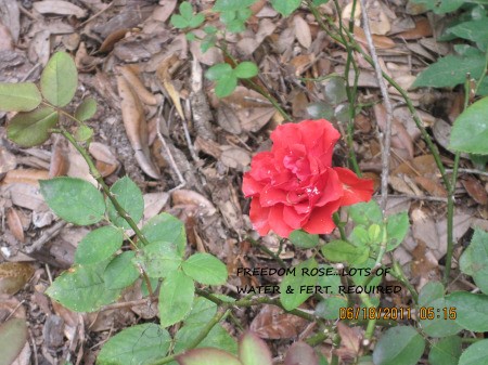 A red rose growing through bark.