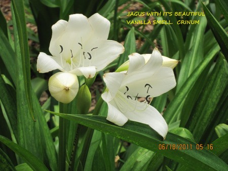 Vanillium Crinum in bloom.