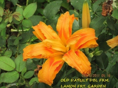 A daylily in bloom.