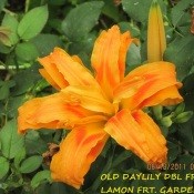 A daylily in bloom.