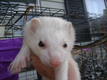 A white ferret with a cage behind it.