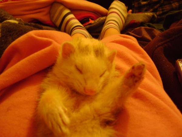 A white ferret on someone's lap contentedly.