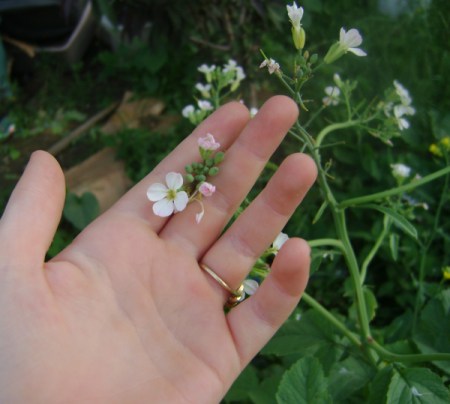 Hand and Flower