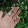 Hand and Flower