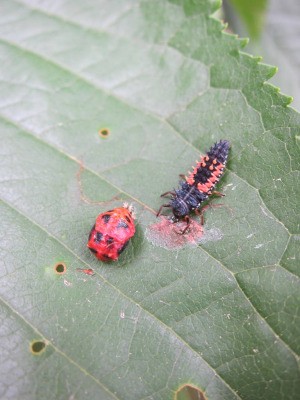 orange and black lady bug looking incents on leaf, one adult and one juvenile