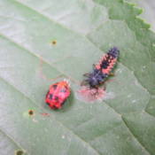 orange and black lady bug looking incents on leaf, one adult and one juvenile