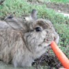 A furry brown rabbit eating a carrot.