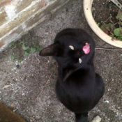 downward shot of black cat looking up over his shoulder