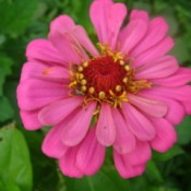 Pink Zinnia