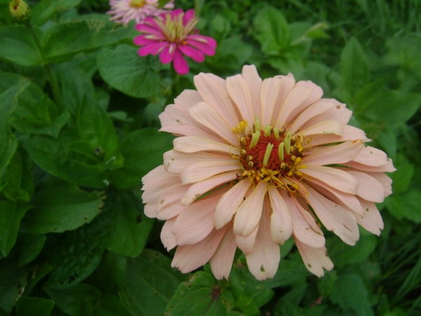 A peach zinnia growing outdoors.