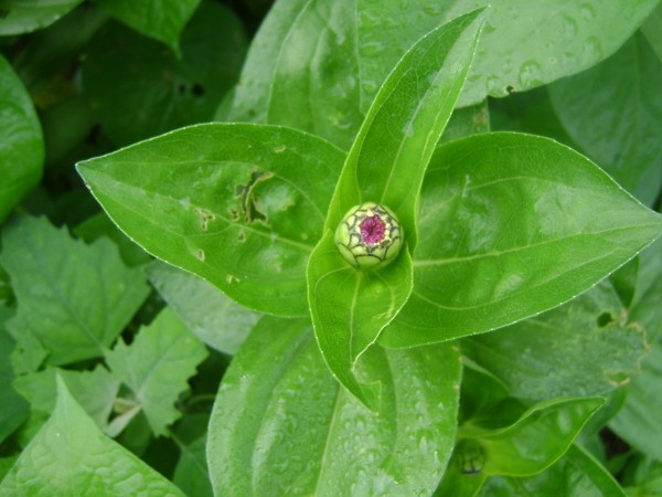 A zinnia bloom growing outdoors.