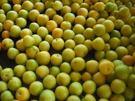 Golden Plums