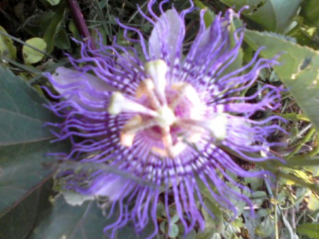 closeup of passion flower