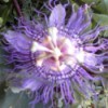closeup of passion flower