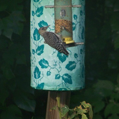 A woodpecker at a bird feeder