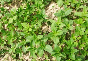 Mint Growing in a Garden