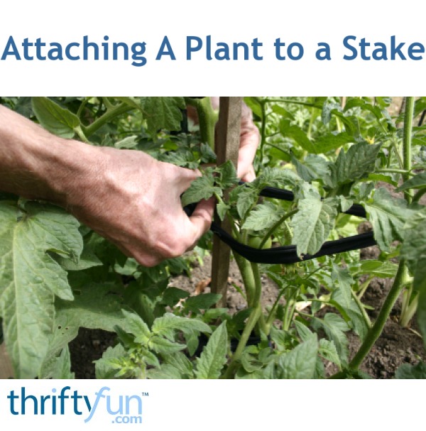 Staking Garden Plants ThriftyFun