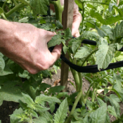 man attaching plant to a stake