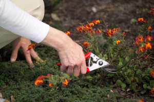 Woman trimming low plants with gardening shears