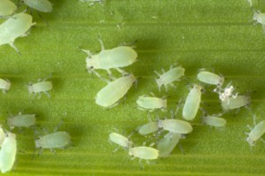 20 white bugs on green leaf