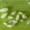 20 white bugs on green leaf