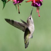 Hummingbird Feeding from Flower