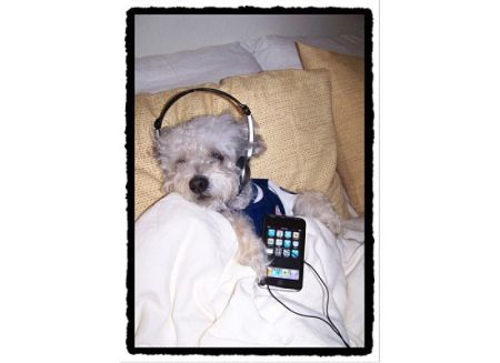 A miniature poodle listening to an ipod.