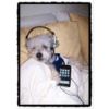 A miniature poodle listening to an ipod.