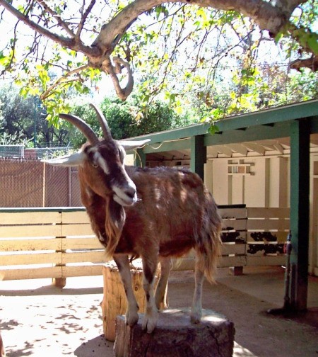 A brown goat standing in a fenced area.