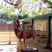 A brown goat standing in a fenced area.