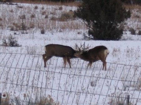 Two mule deer sparring in the snowy field