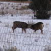 Two mule deer sparring in the snowy field