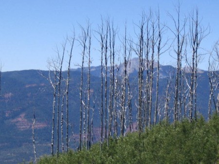 The burned treeline at Missionary Ridge, CO.