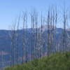The burned treeline at Missionary Ridge, CO.