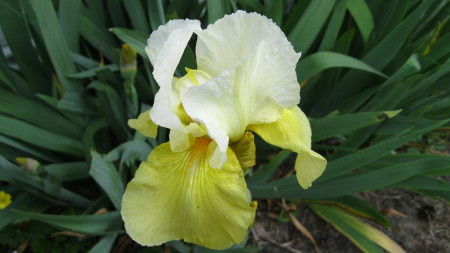 White and Yellow Bearded Iris