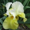 White and Yellow Bearded Iris