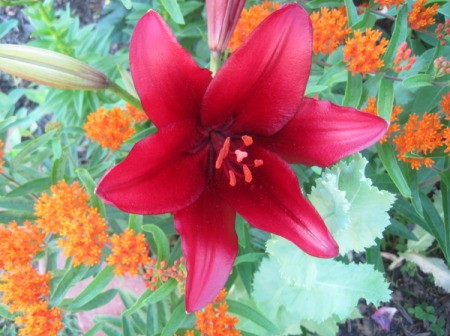 Red Lily