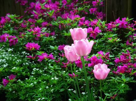 Spring Flower Garden