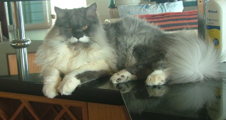Persian cat laying on a table.