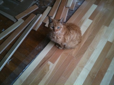 Cat on Hardwood