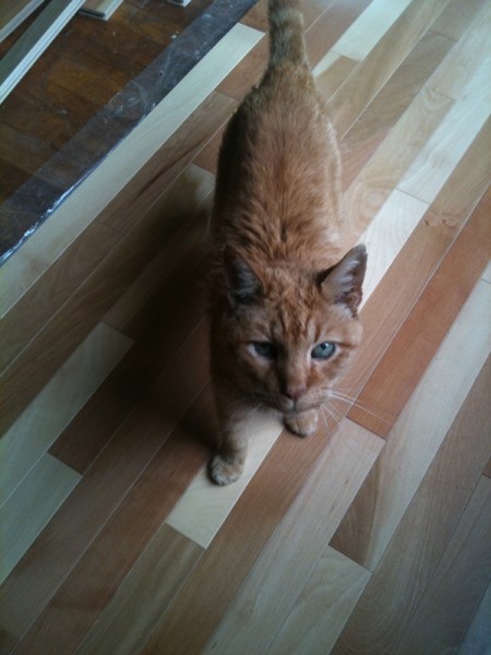 Cat standing on Hardwood Floors