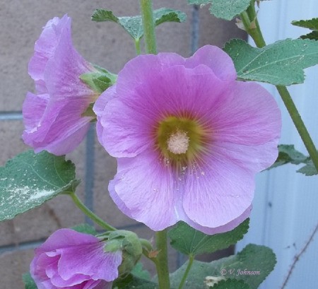 Beautiful pink bloom