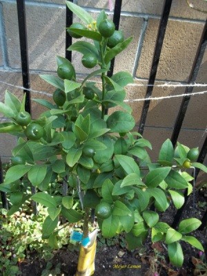 small lemon tree with several green fruit