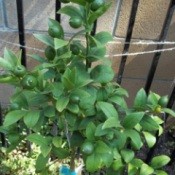 small lemon tree with several green fruit