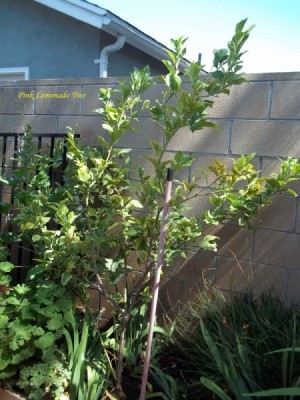 Small lemon tree against block fence