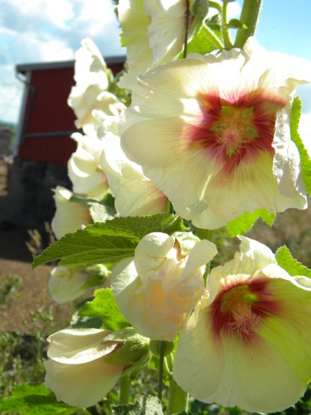 Hollyhocks