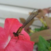 Little Dragonfly on a flower