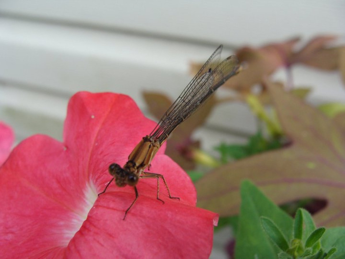 Download Dragonfly Information and Photos | ThriftyFun