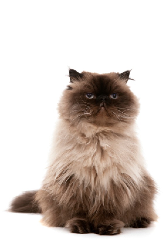 Photo of a Persian cat sitting.